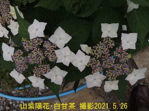 山紫陽花･白甘茶