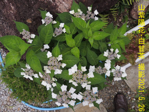 山紫陽花･白甘茶2