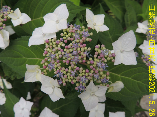 山紫陽花･白甘茶3