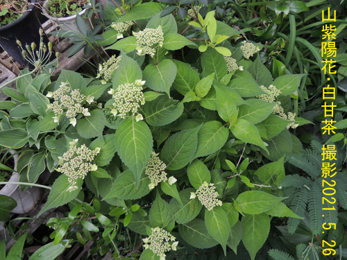 山紫陽花･白甘茶4