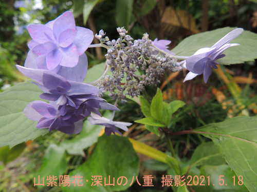 山紫陽花･深山の八重