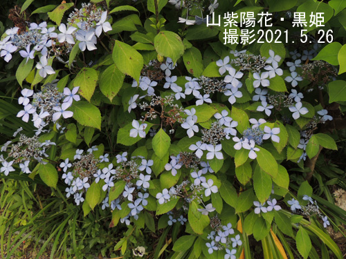 ５月の花