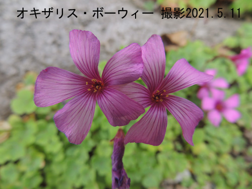 ５月の花