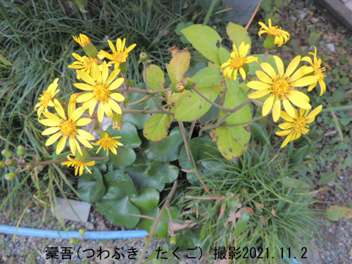 １１月の花