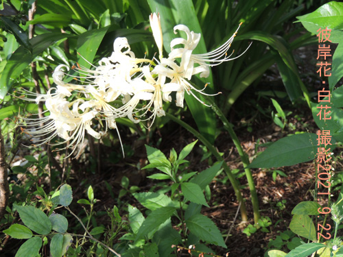 彼岸花・白花1