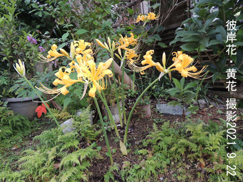 ９月の花