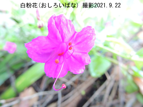 白粉花2