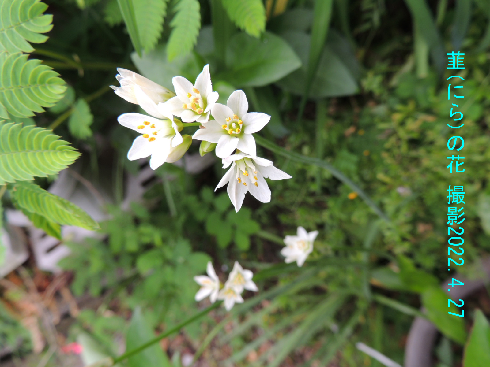 韮の花