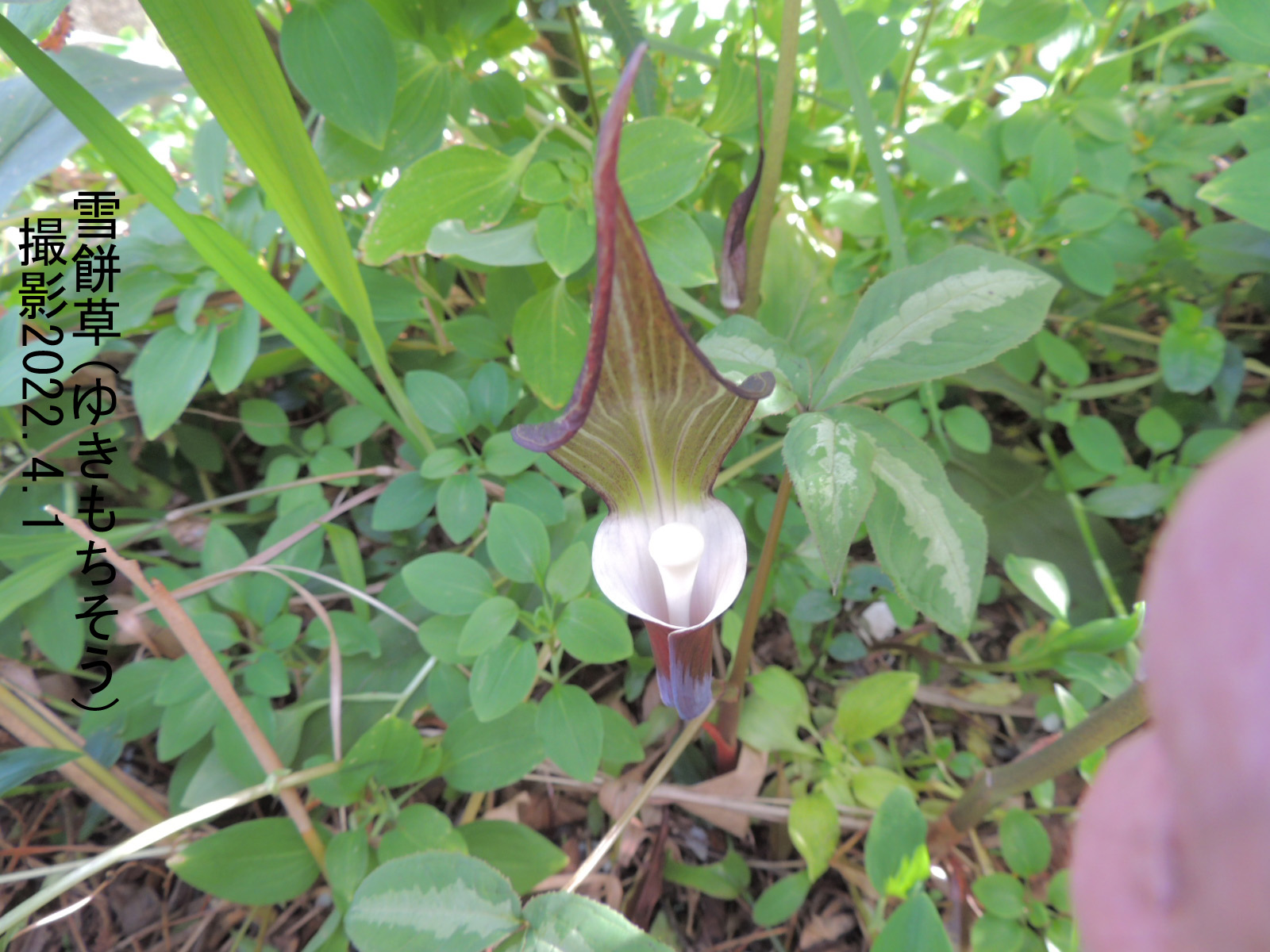 ４月の花