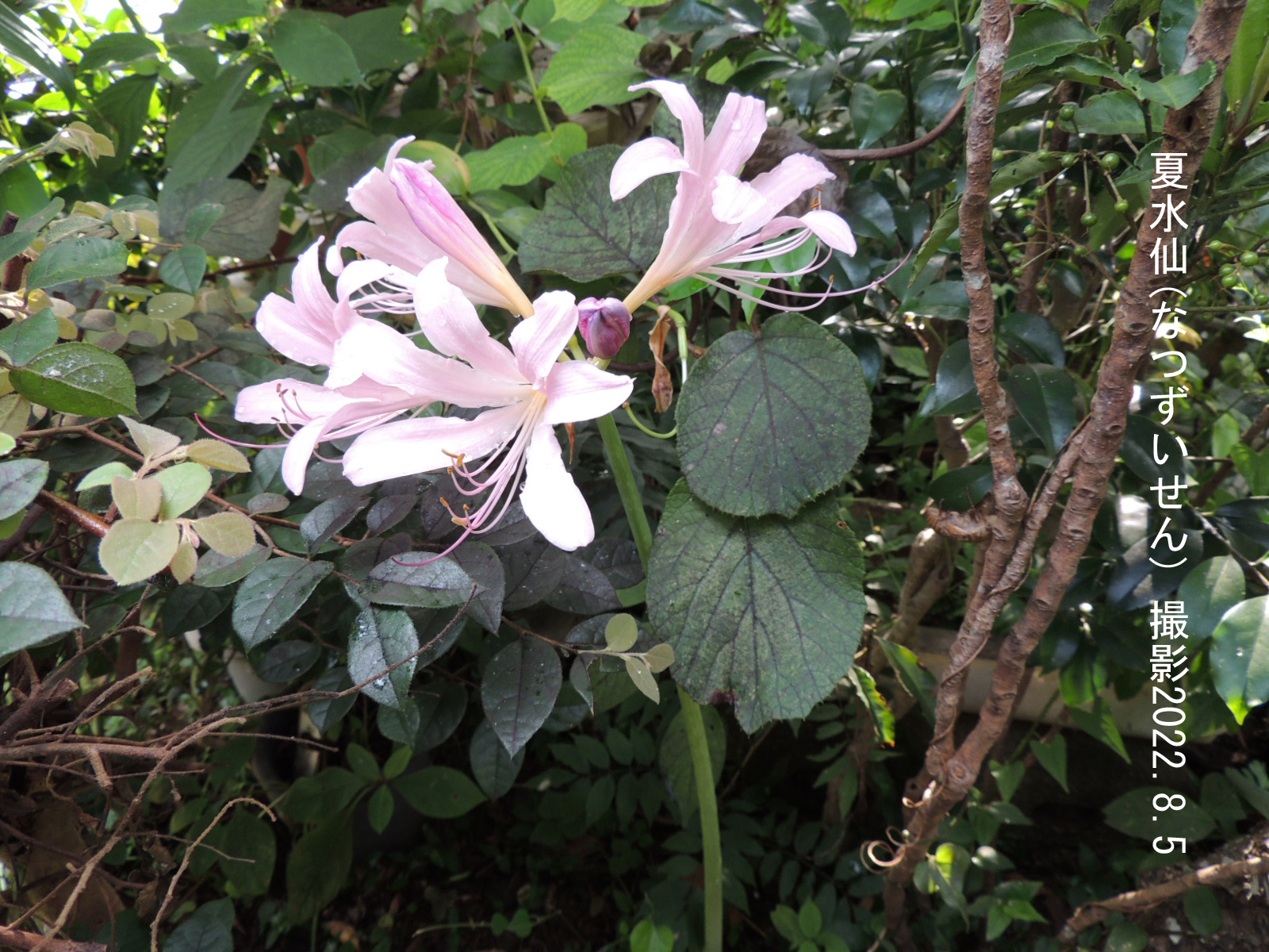 ８月の花