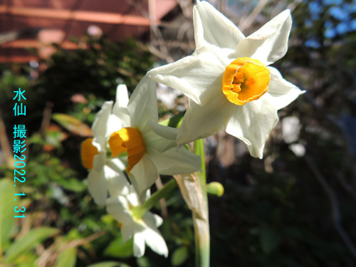 ２月の花