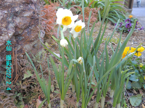 ２月の花