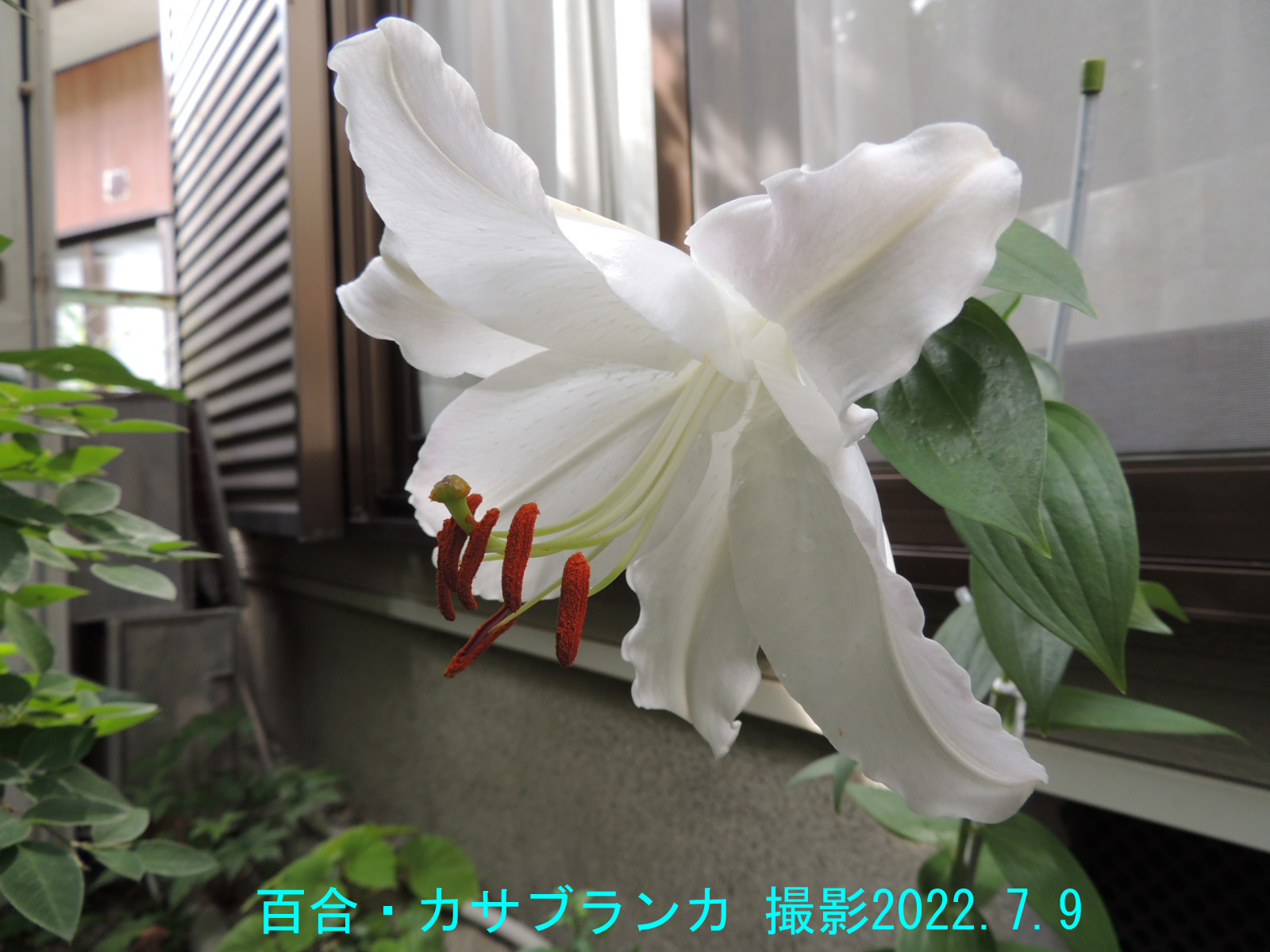 百合・カサブランカ