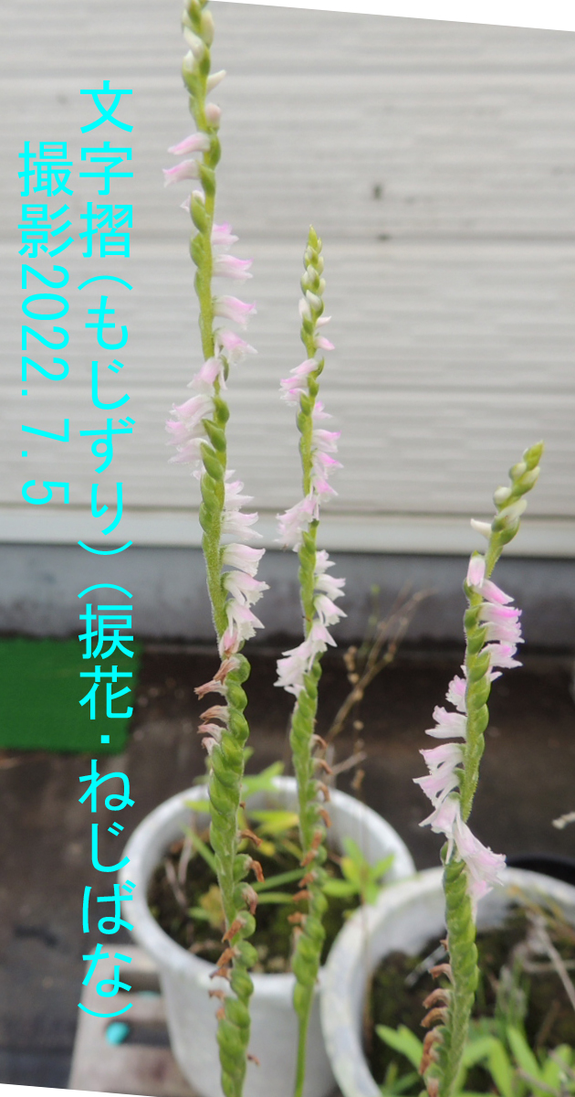 ７月の花