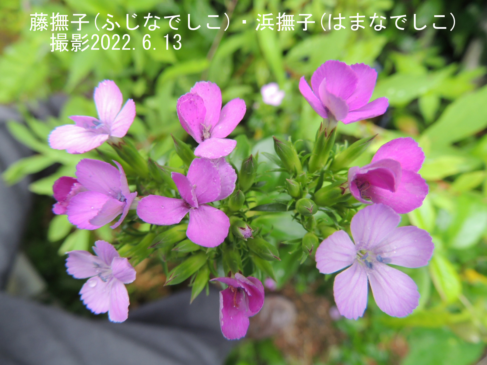 花