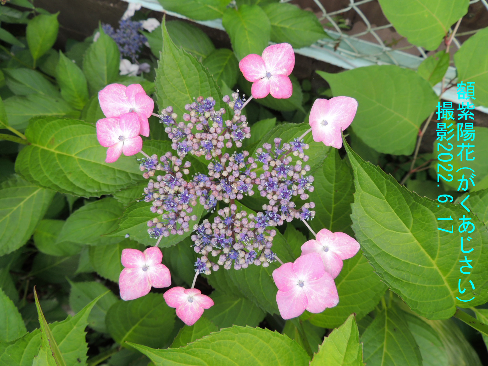 額紫陽花2