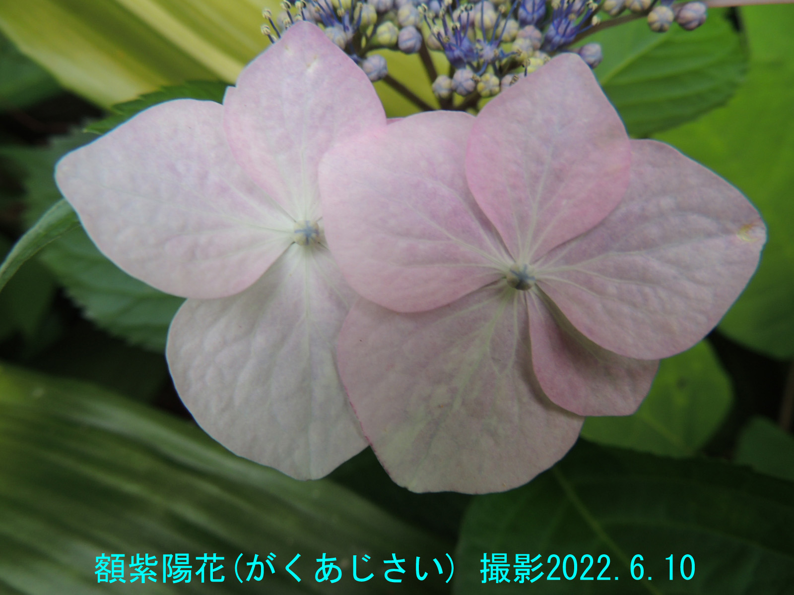 額紫陽花4