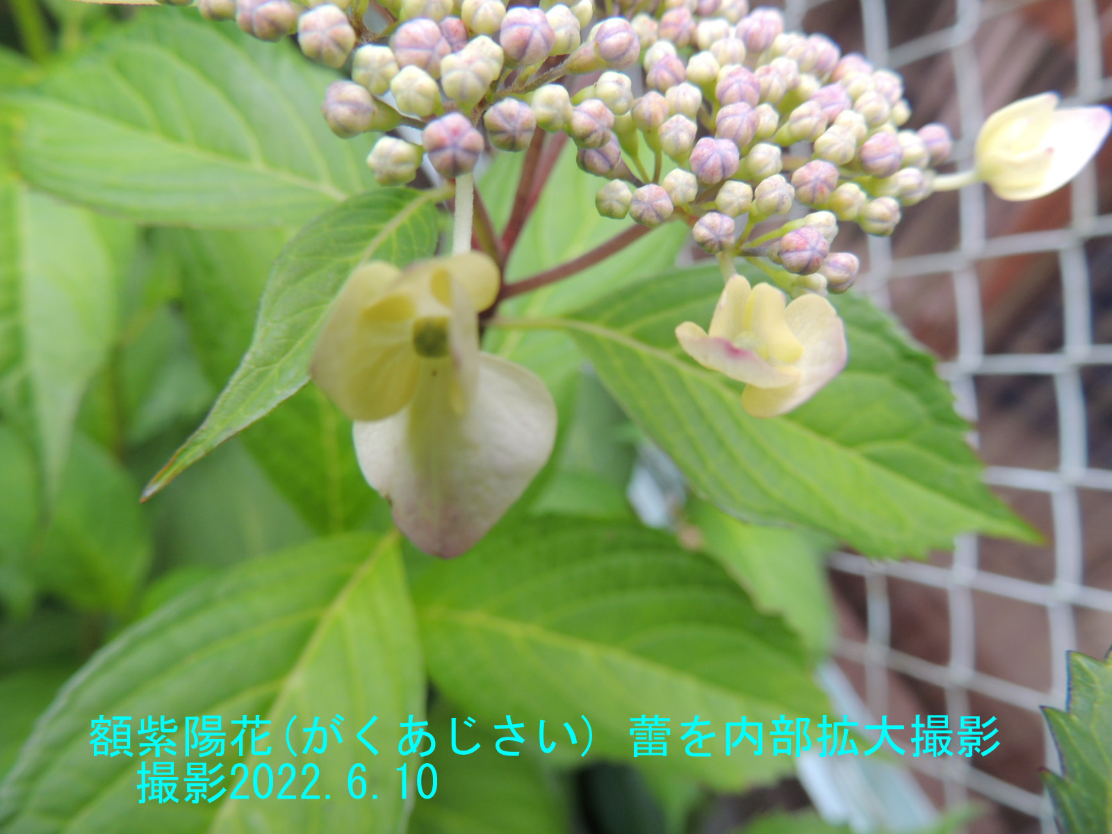 額紫陽花5