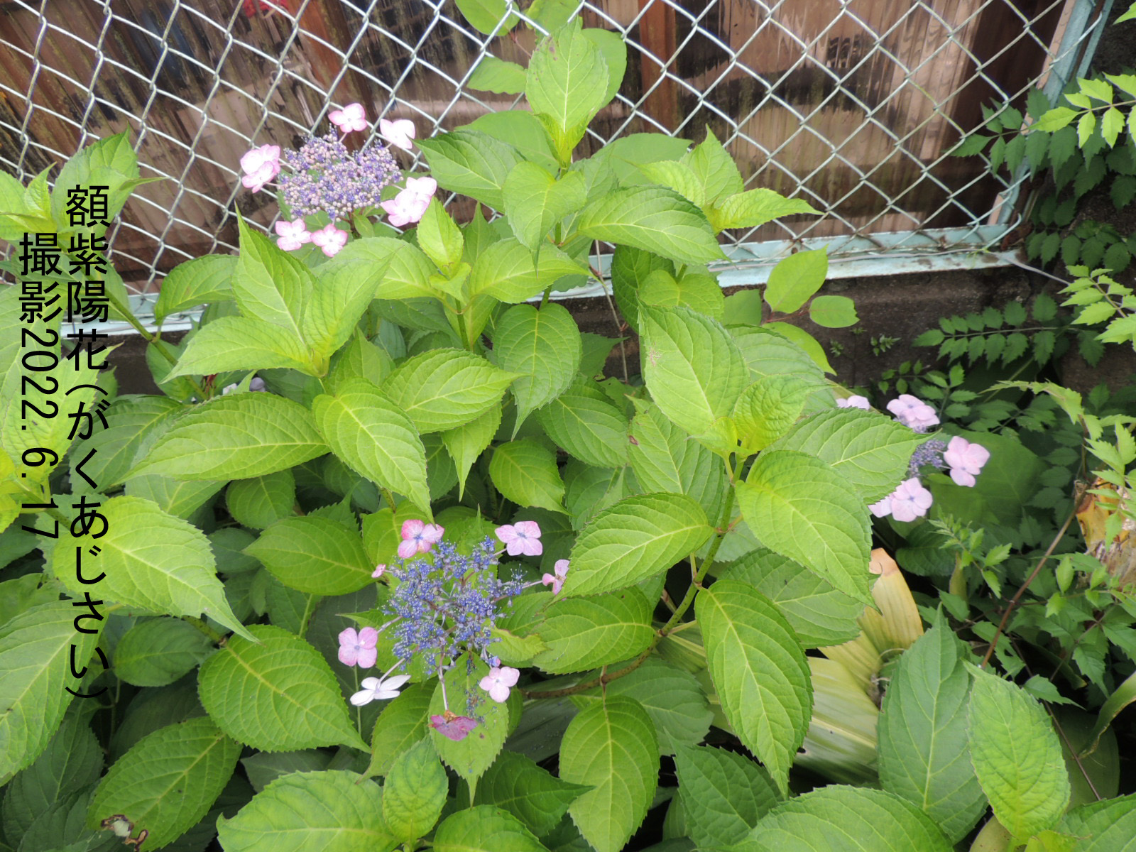 額紫陽花