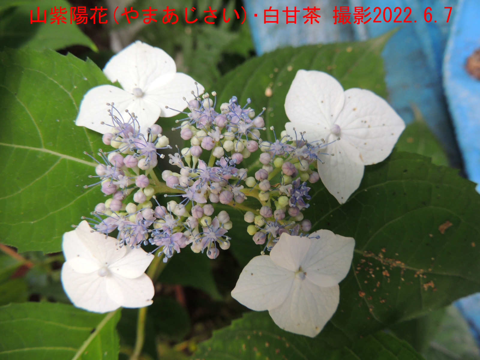 山紫陽花･白甘茶