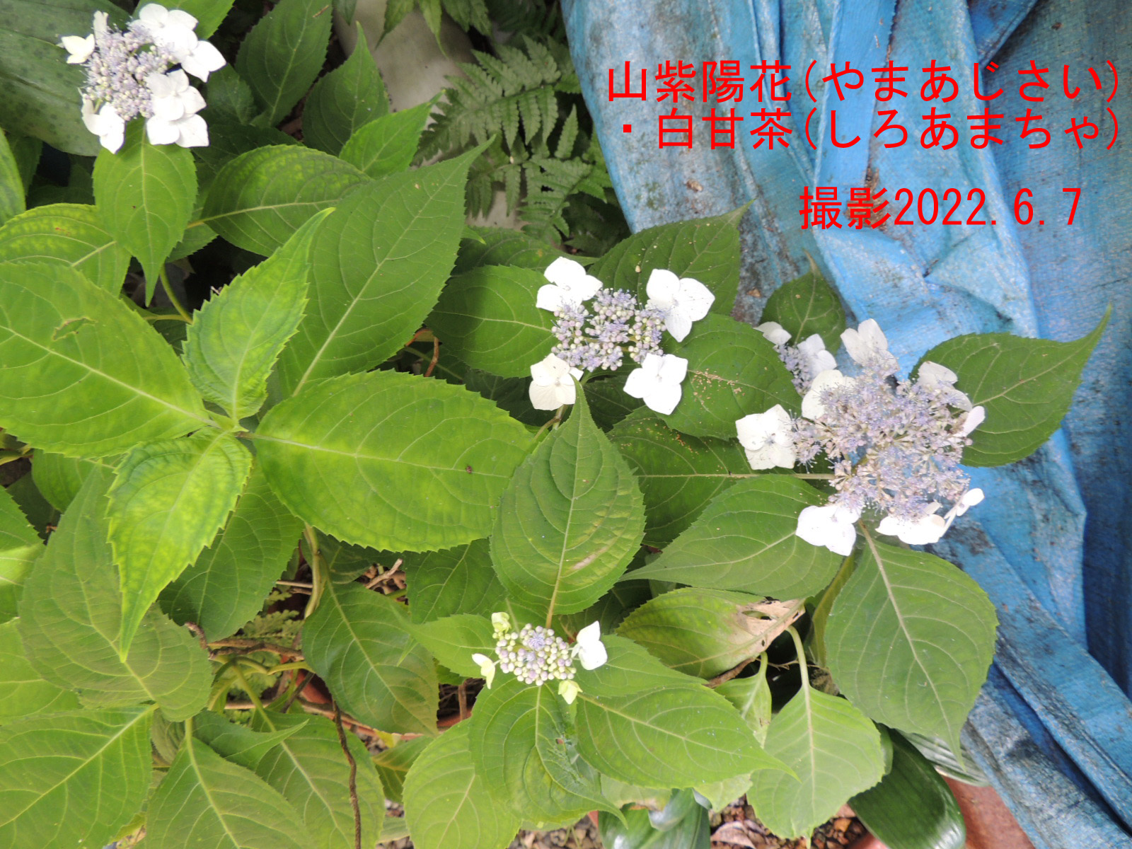 山紫陽花･白甘茶2