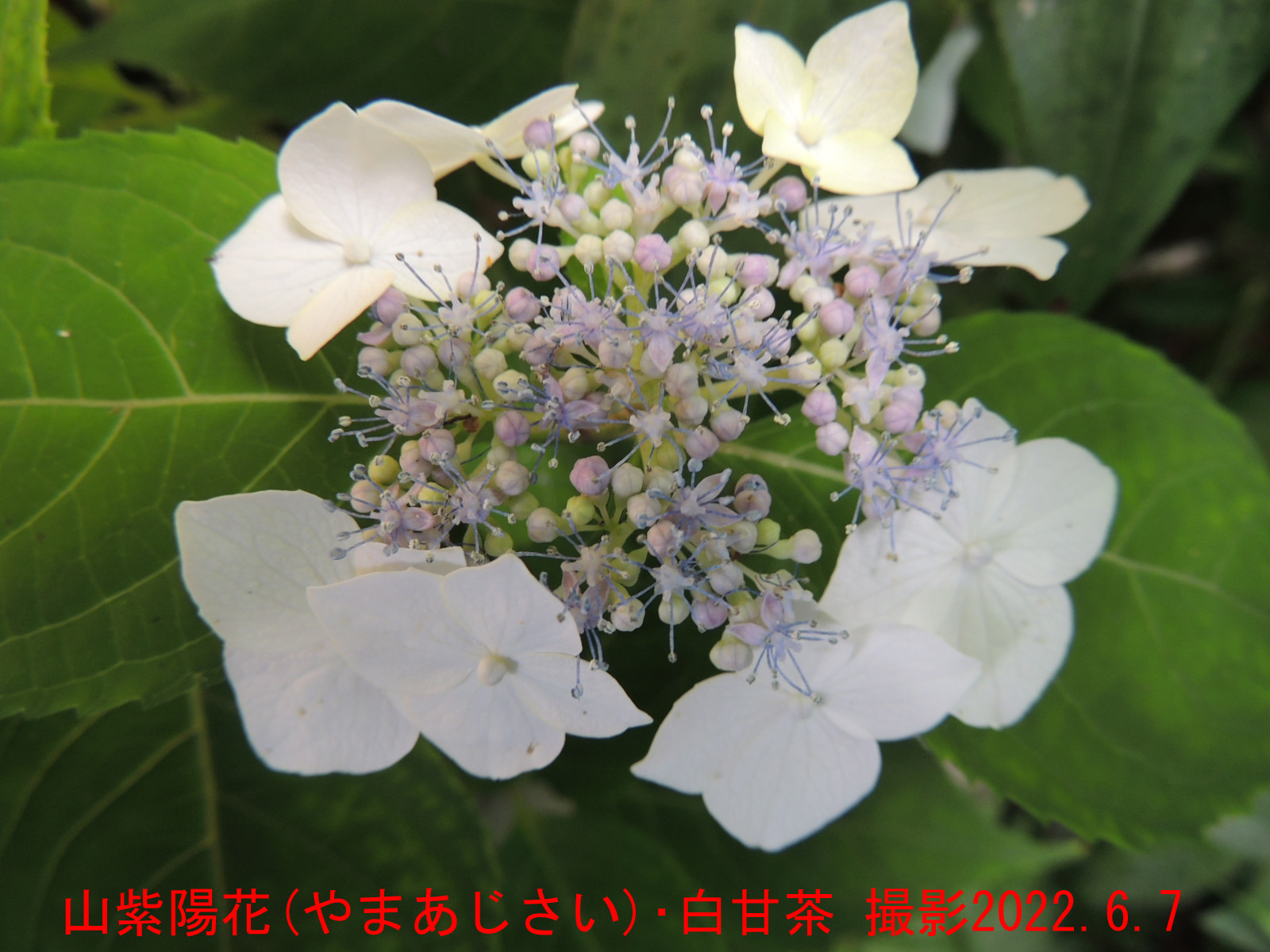 山紫陽花･白甘茶3