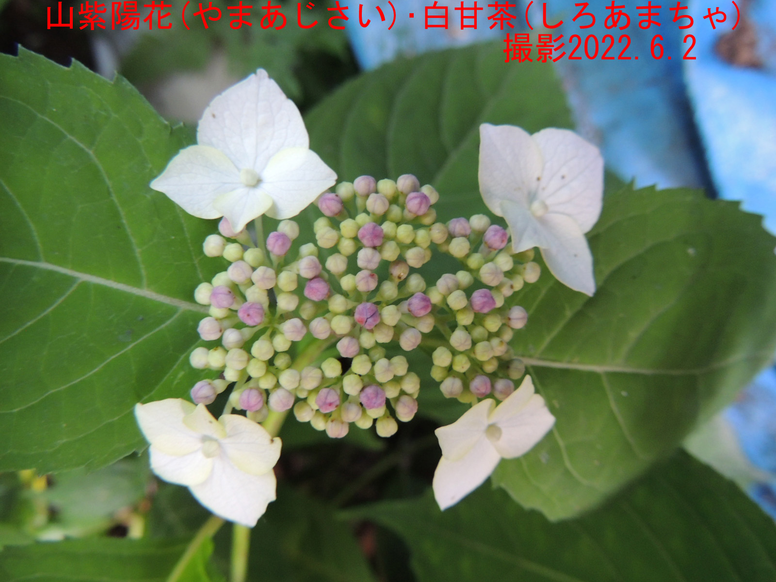 山紫陽花･白甘茶4