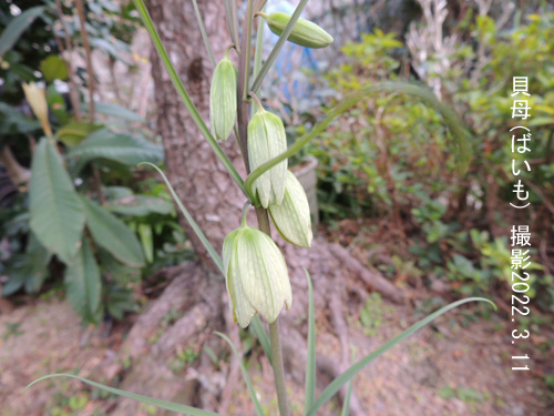 ３の花