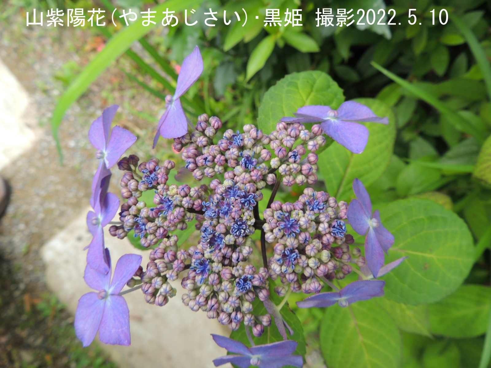 山紫陽花・黒姫52