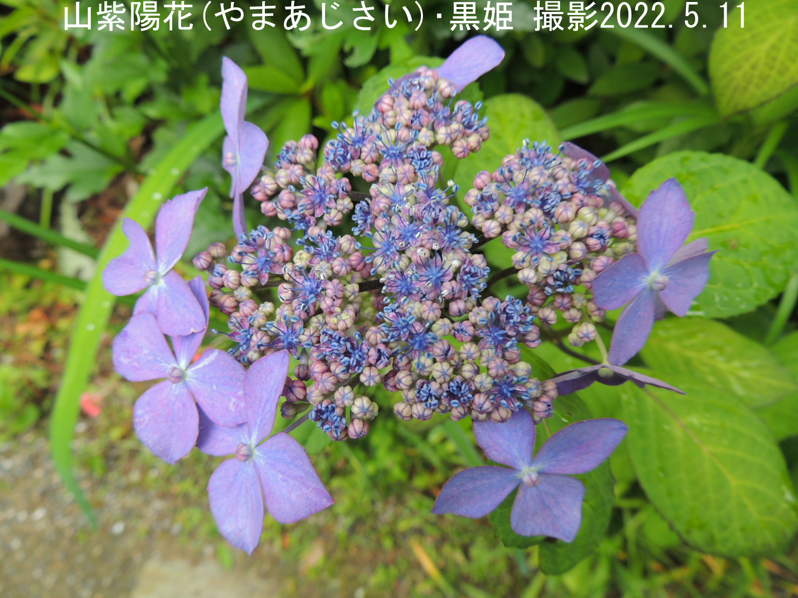 山紫陽花・黒姫8