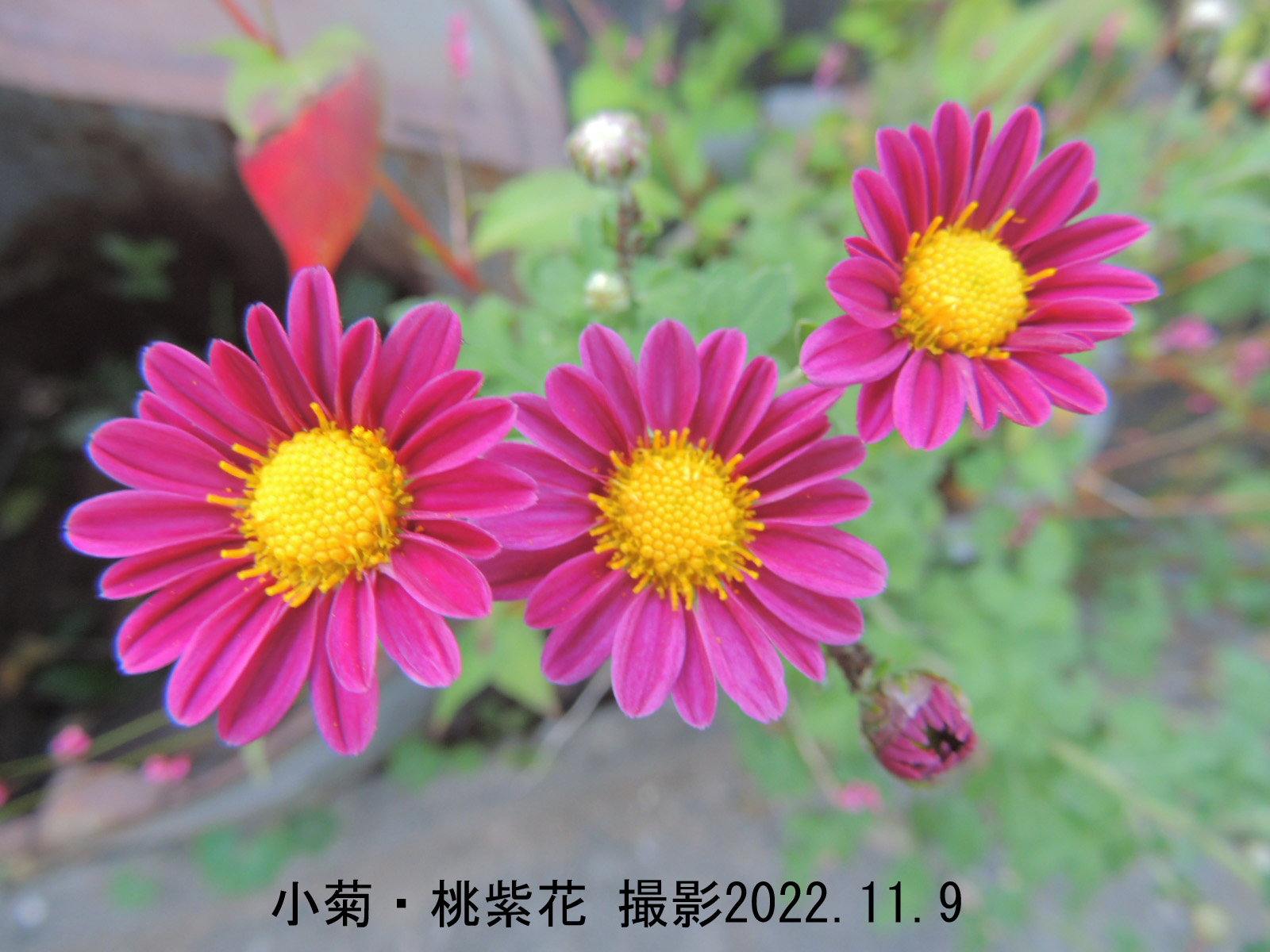 小菊・赤桃色花