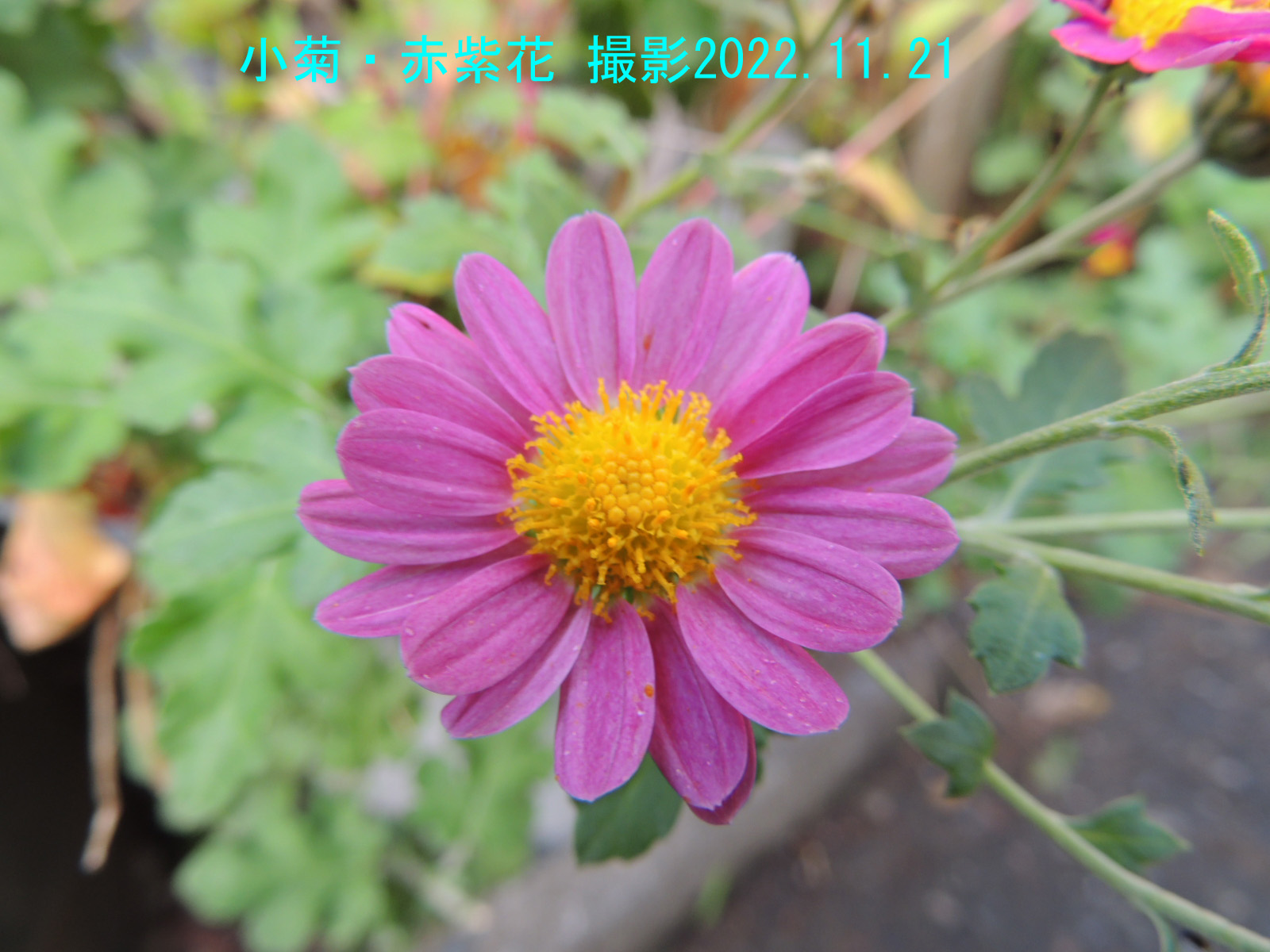 小菊・赤桃色花3