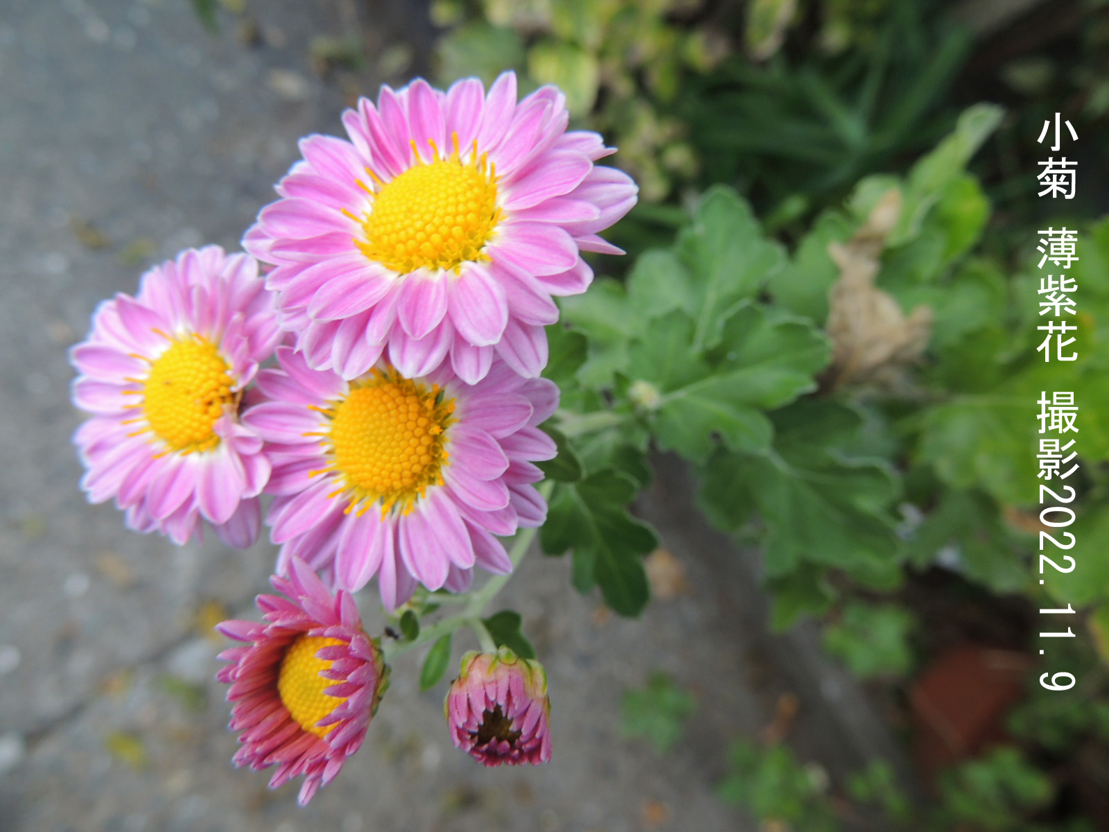 小菊・薄紫花