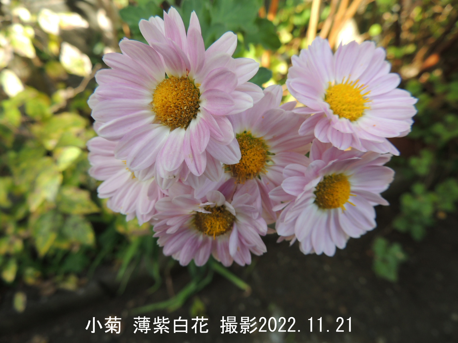 小菊・薄紫白花2