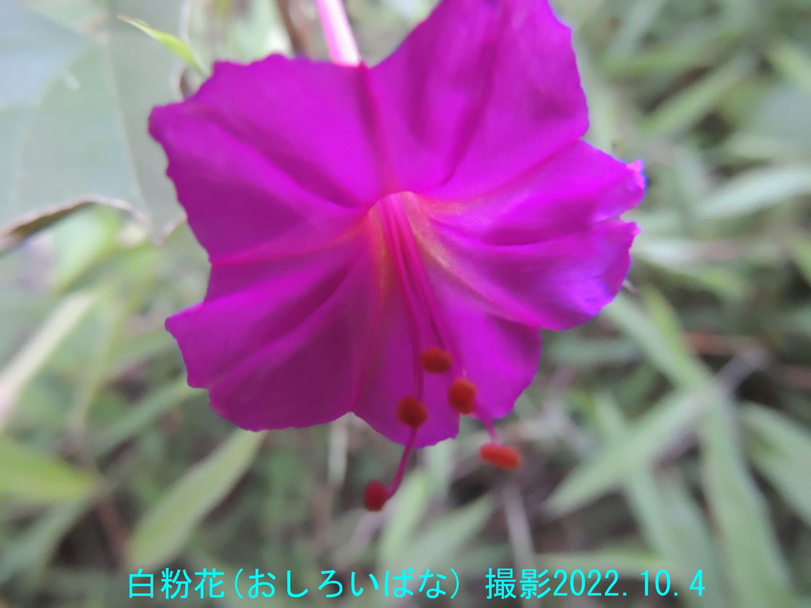 白粉花5