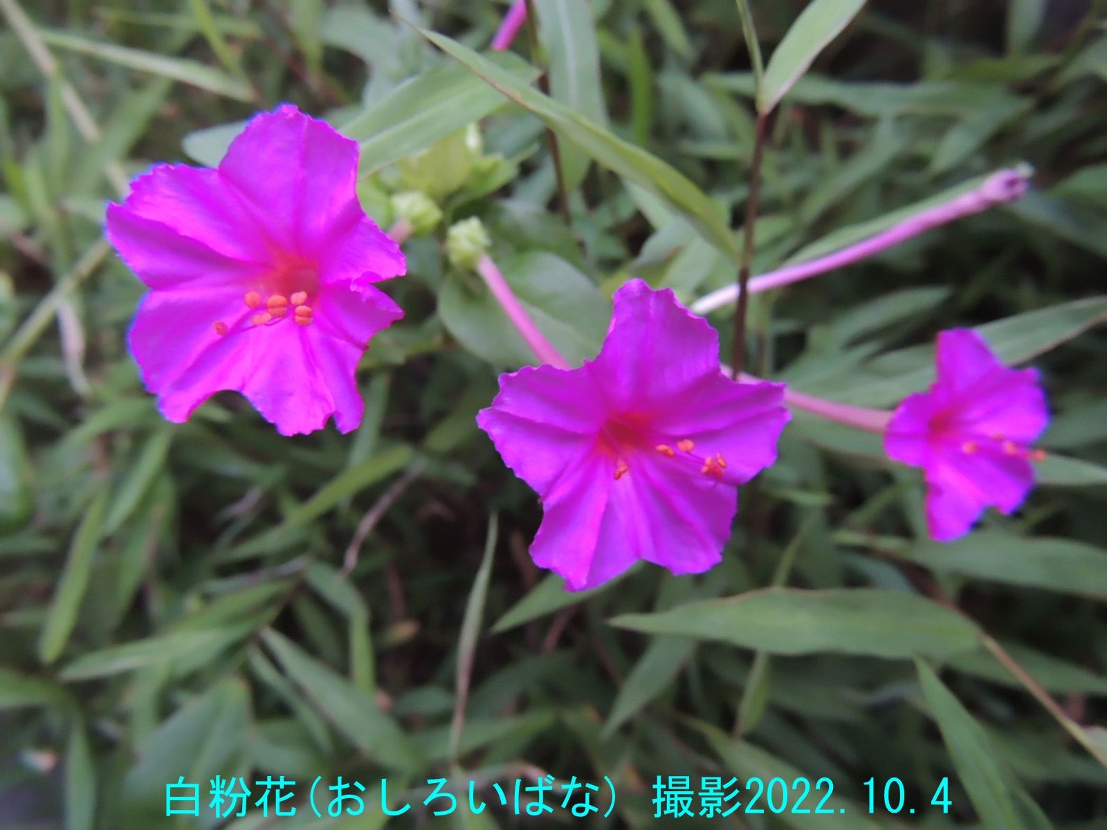 10月の花