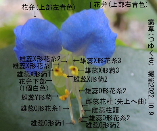 露草3