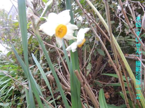 ２月の花