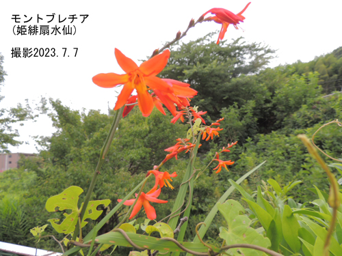 ７月の花