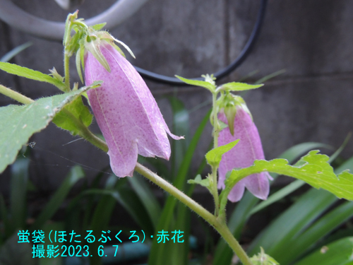 ６月の花