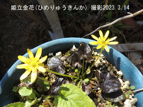 ３月の花