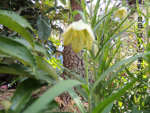 ３月の花