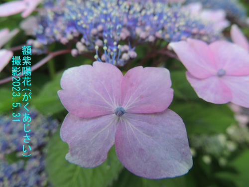 額紫陽花3