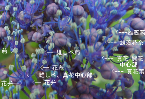 額紫陽花5