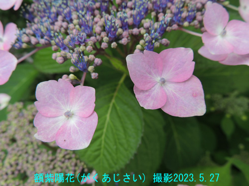 額紫陽花6