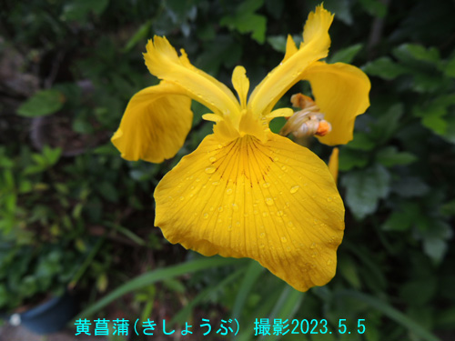 ５月の花