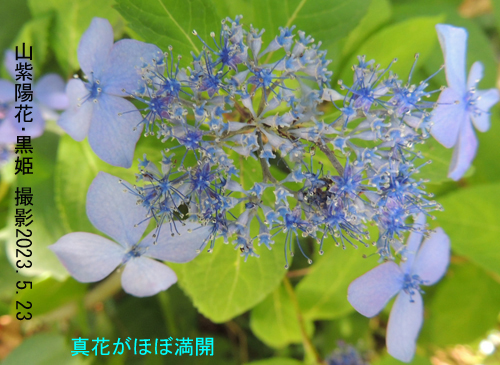 山紫陽花・黒姫515