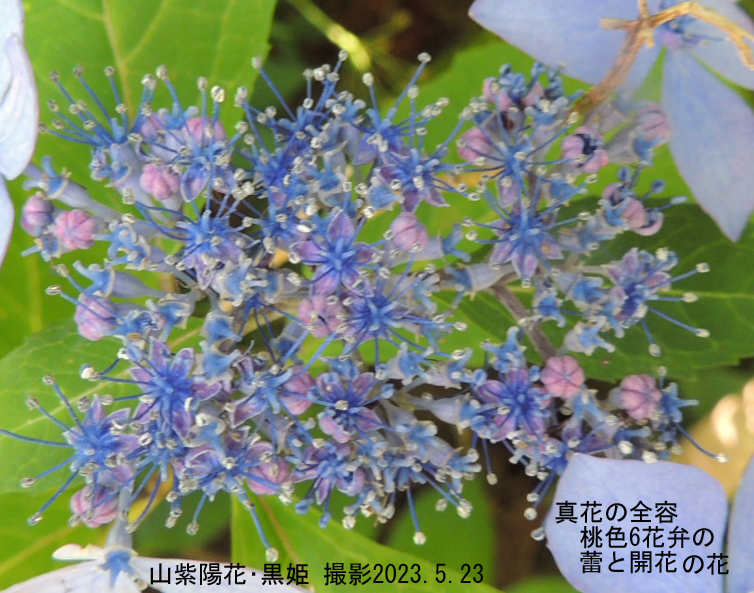 山紫陽花・黒姫18