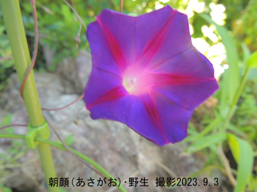 ９月の花