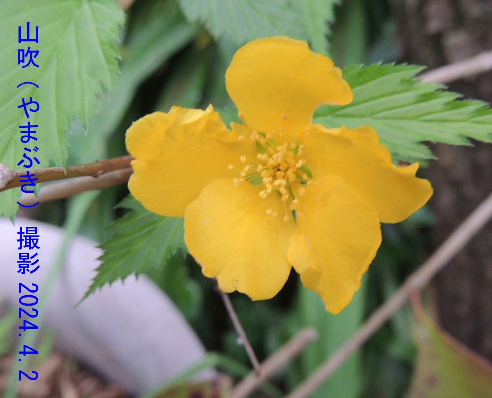 4月の花